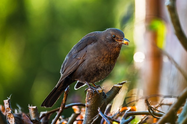 subscription billing management system pricing tiers SaaS platform